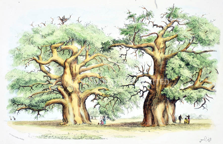 /data/Original Prints/Natural History/ADANSONIA DIGITATA (BAOBAB TREES).jpg